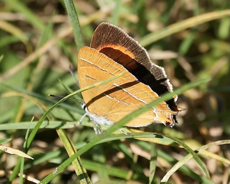 brown hairstreak